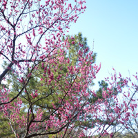 八芳園の梅