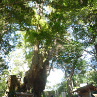 来宮神社の大クスノキ