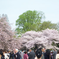 桜を見る会